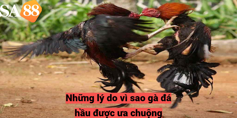 Những lý do vì sao gà đá hầu được ưa chuộng