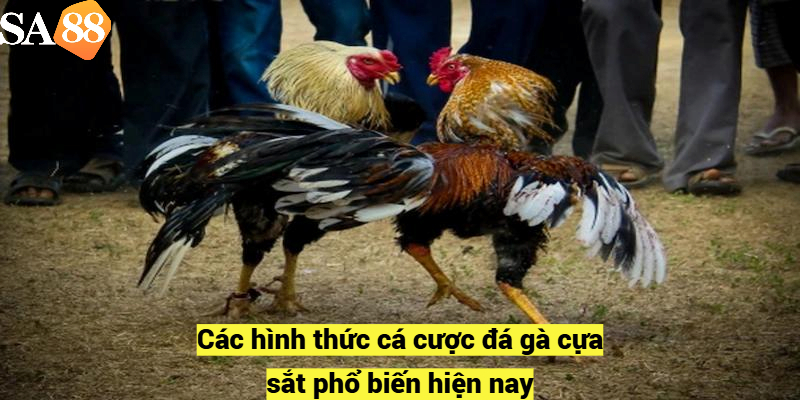 Các hình thức cá cược đá gà cựa sắt phổ biến hiện nay