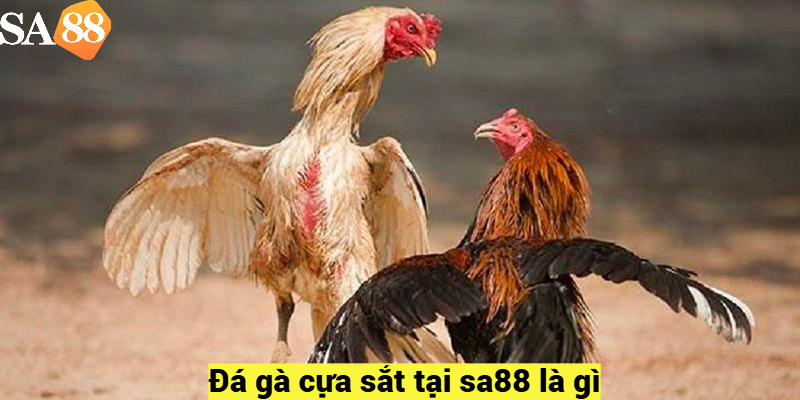 Đá gà cựa sắt tại sa88 là gì?