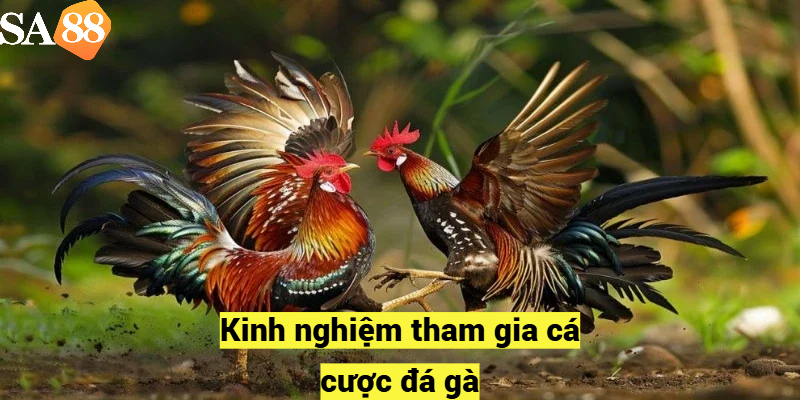 Kinh nghiệm tham gia cá cược đá gà