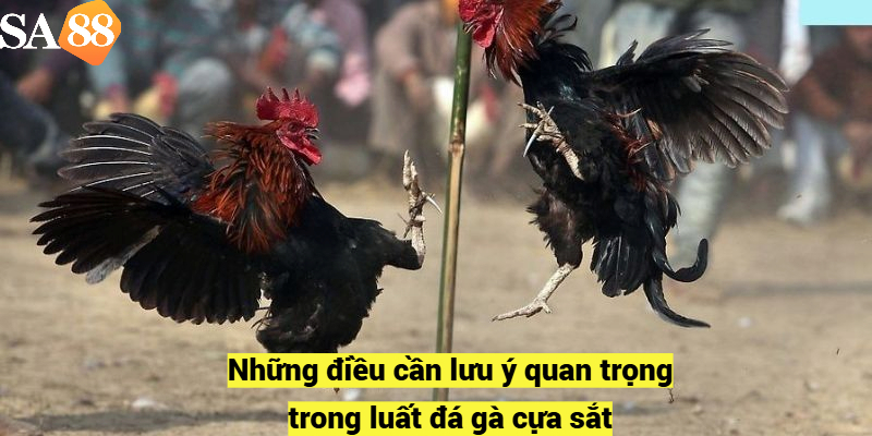 Những điều cần lưu ý quan trọng trong luất đá gà cựa sắt