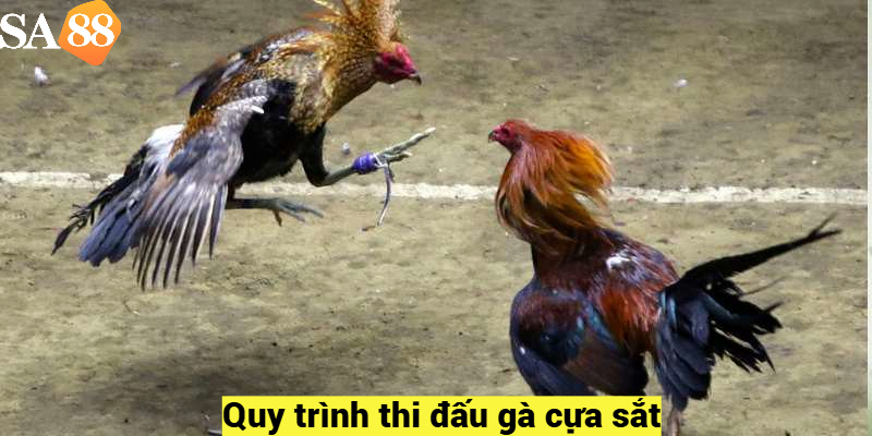 Quy trình thi đấu gà cựa sắt